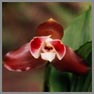 Lycaste macrophylla