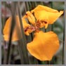 Flor de Iris