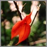 Masdevallia veitchiana