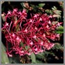 Epidendrum syringothyrsus