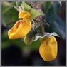Calceolaria cypripediiflora