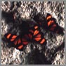 Mariposas
