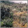 Bosque enano
