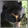 Oso de Anteojos