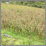 Cultivo de maíz