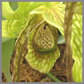 Phragmipedium caudatum