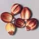 Peruanita