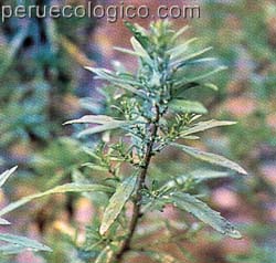 Cultivos De Los Incas Plantas Medicinales Paico