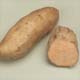 Camote